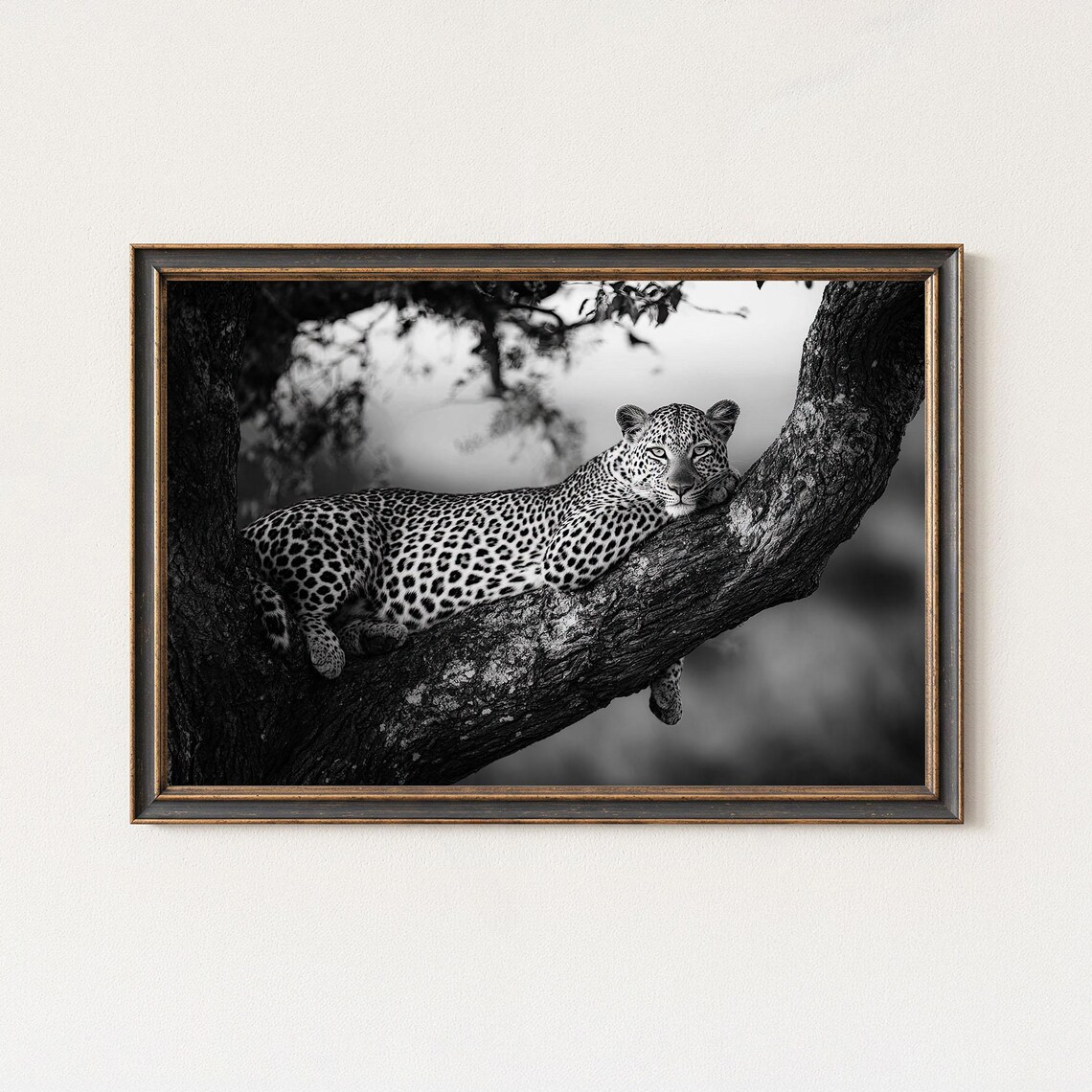 Black And White Leopard Wildlife Photography Print