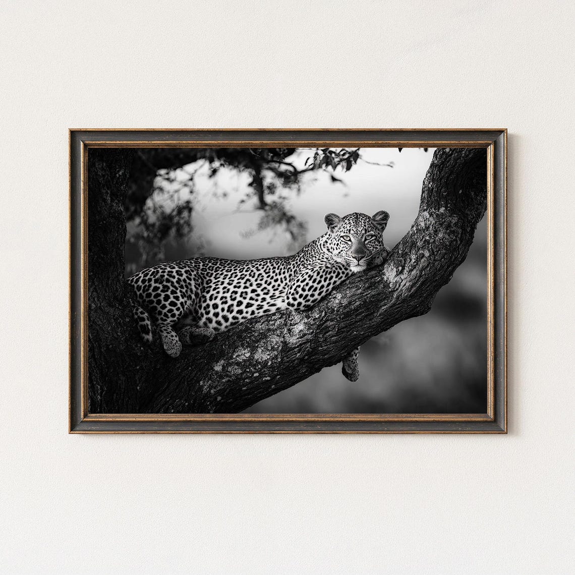 Leopard Lounging In Tree Black And White Wildlife Photo Poster
