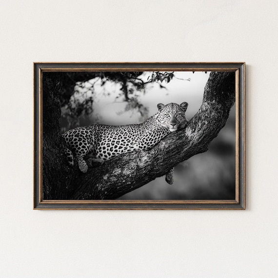 Black And White Leopard Wildlife Photography Print