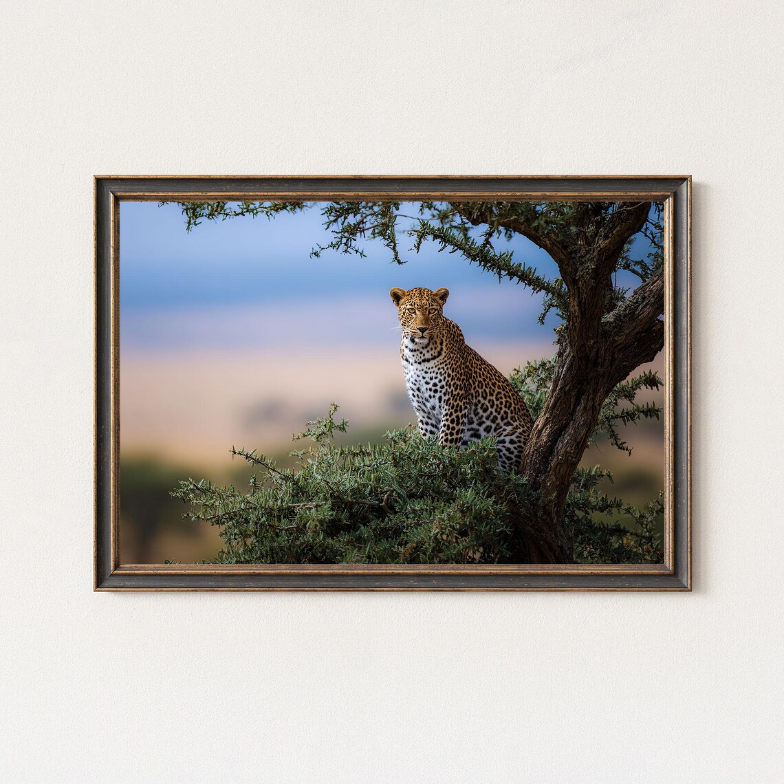 Leopard On Acacia Tree Wildlife Wall Art Print