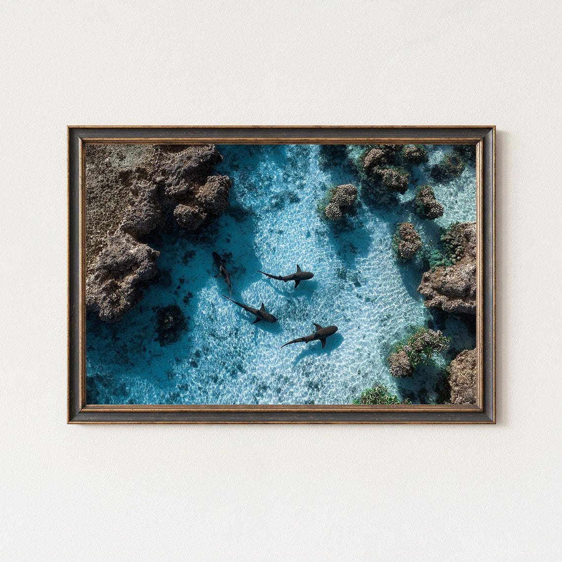 Five Reef Sharks Cruising Shallow Reef Aerial Ocean Photo Poster
