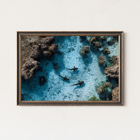 Five Reef Sharks Cruising Shallow Reef Aerial Ocean Photo Poster