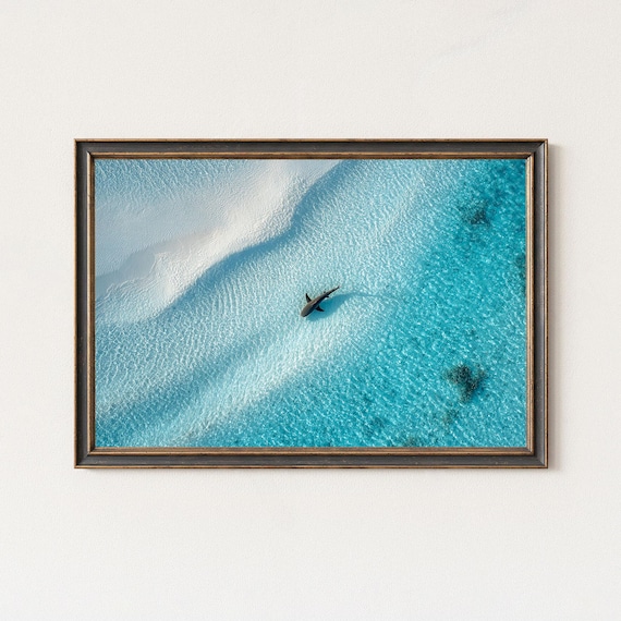 Lone Shark Gliding Over Pale Turquoise Shallow Water Aerial Poster