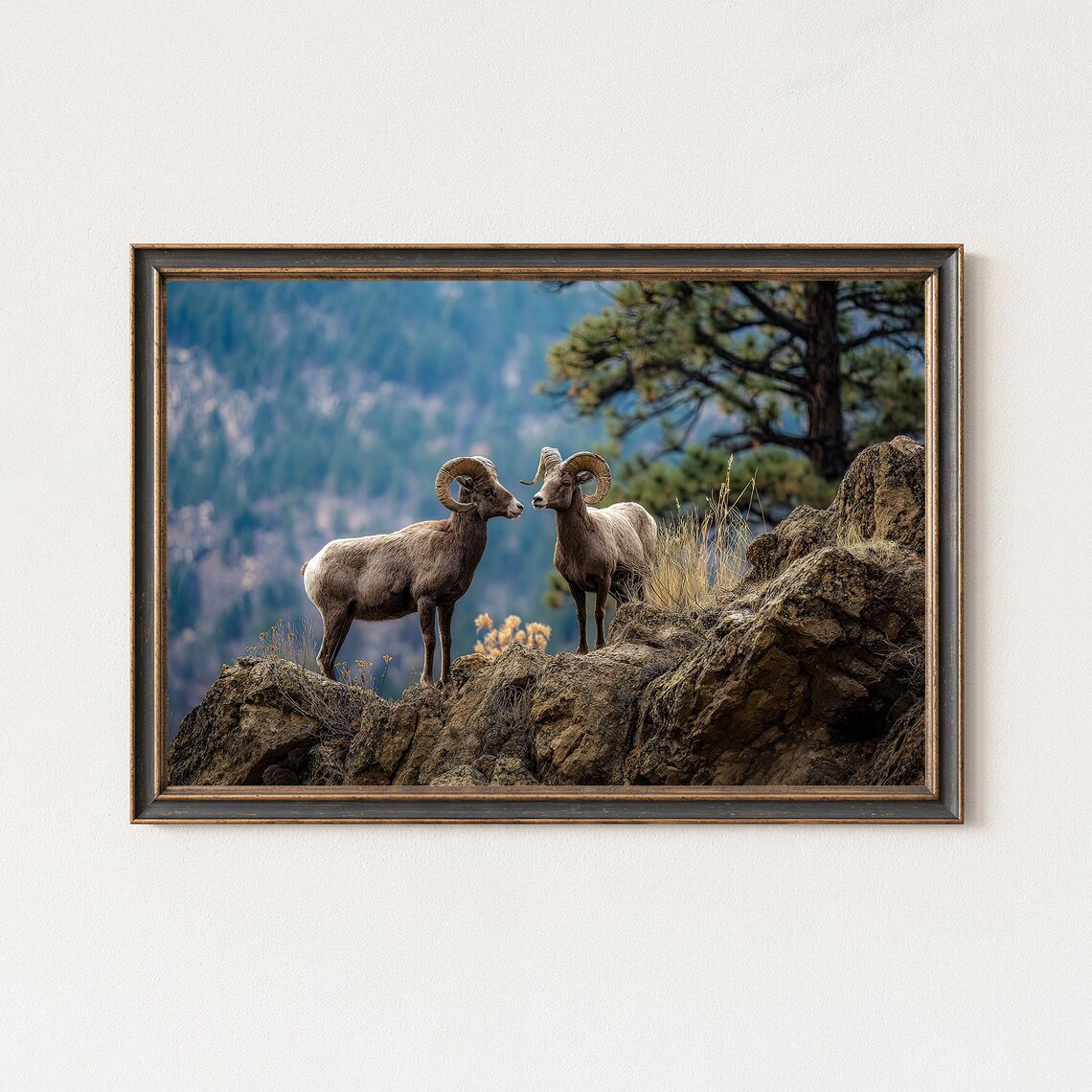 Bighorn Sheep Rams Rocky Cliff Mountain Wildlife Photography Poster