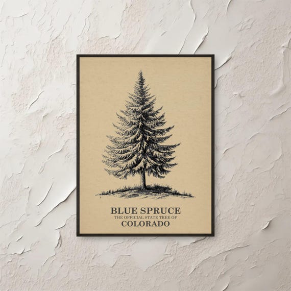 Blue Spruce Wall Art Colorado State Tree Vintage Botanical Print Nature Illustration Home Decor Forest Pine
