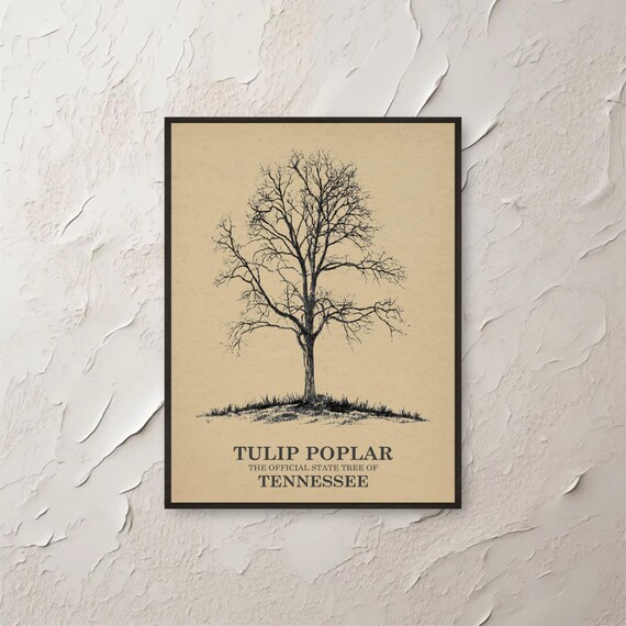 Tulip Poplar Tennessee State Tree Vintage Botanical Ink Sketch Poster