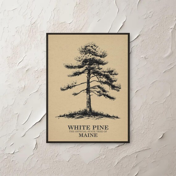 White Pine Wall Art Maine State Tree Print Vintage Botanical Minimalist Home Decor Nature