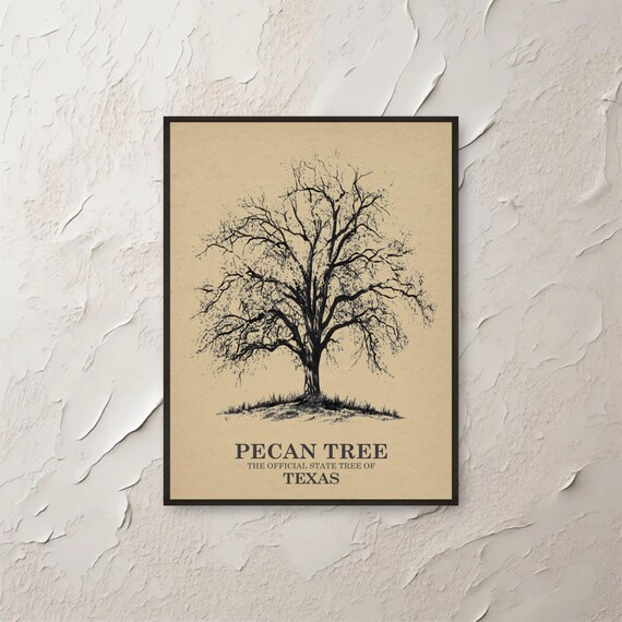 Pecan Tree Wall Art Print Texas State Botanical Sketch Minimalist Nature Decor
