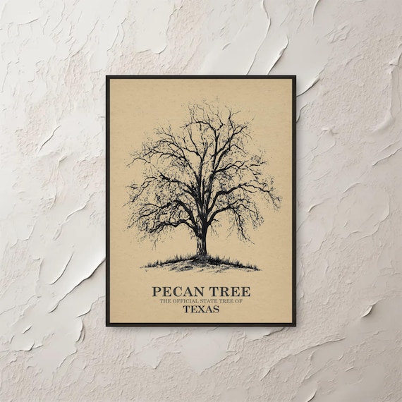 Texas Pecan Tree State Tree Botanical Ink Line Drawing Wall Print
