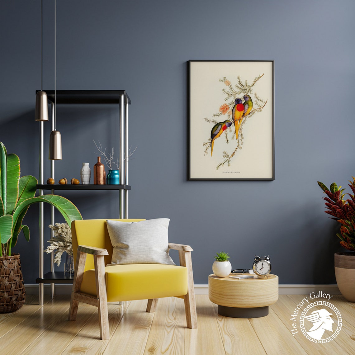 Splendid Grass Parakeet Vintage Australian Bird Illustration Print - Image 5