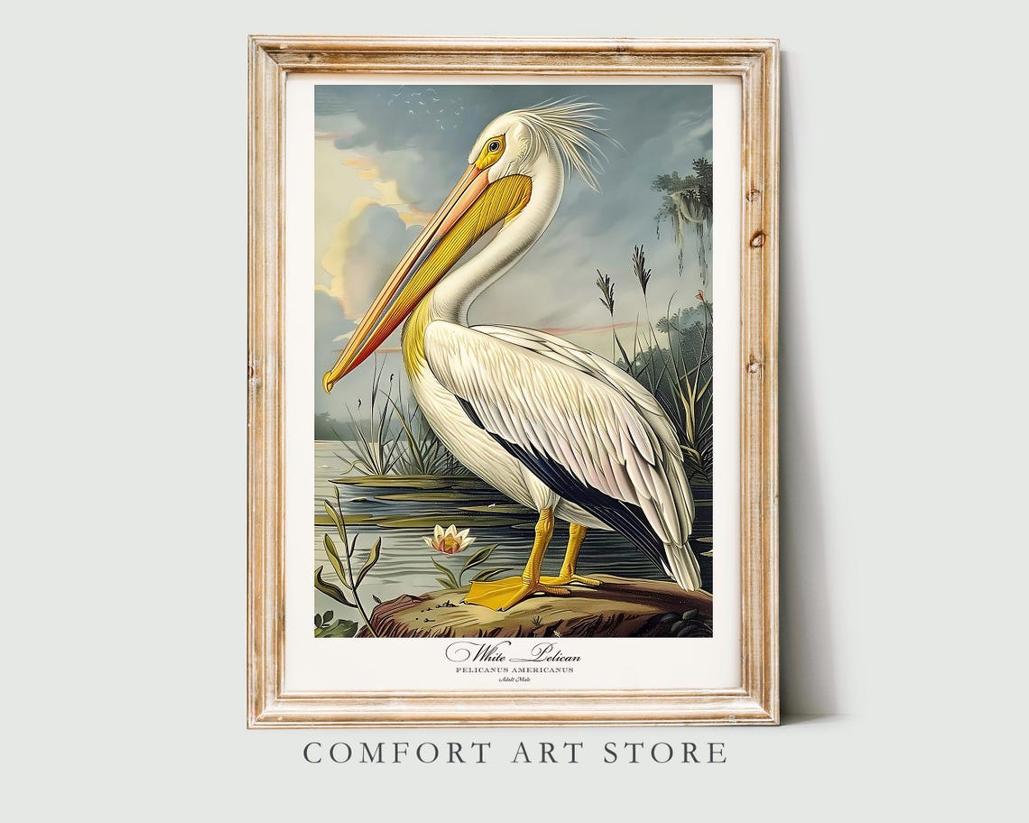 White Pelican Audubon Style Vintage Bird Art Gallery Wall Poster