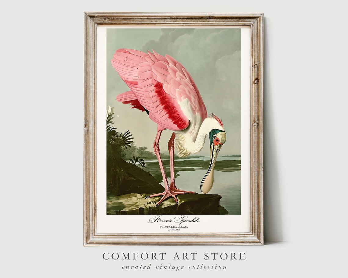 Roseate Spoonbill Vintage Bird Print, Audubon Style