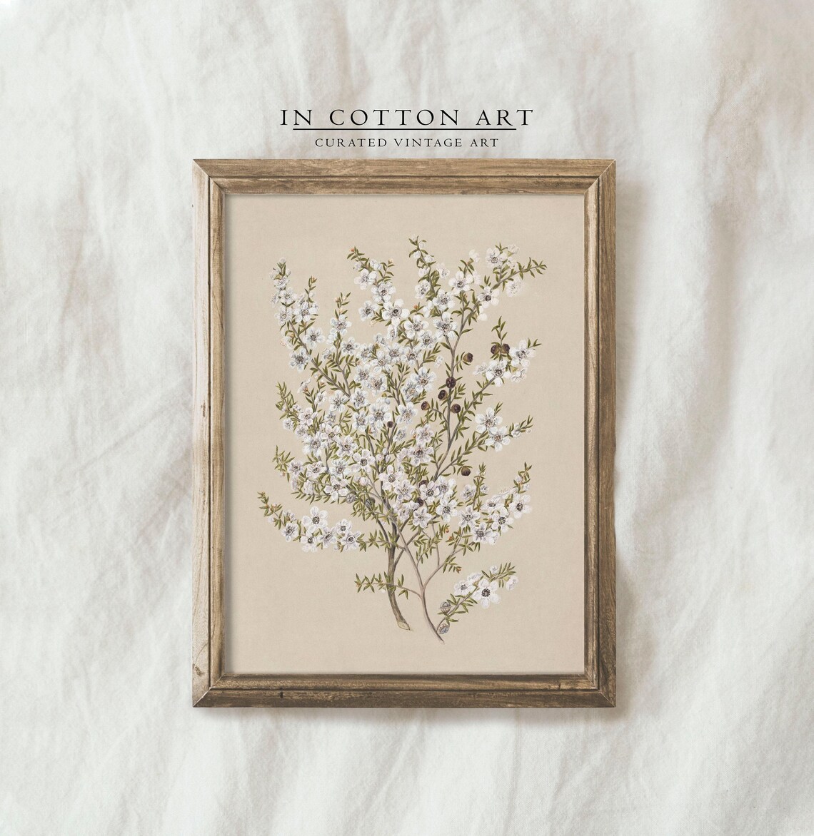 Vintage Botanical White Flower, French Country Art Print - Image 4