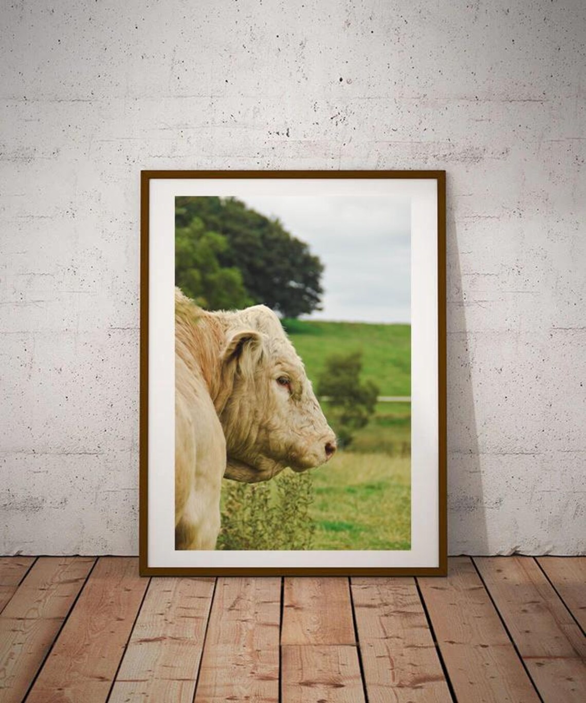 White Cow Portrait Green Pasture Countryside Animal Photo Poster