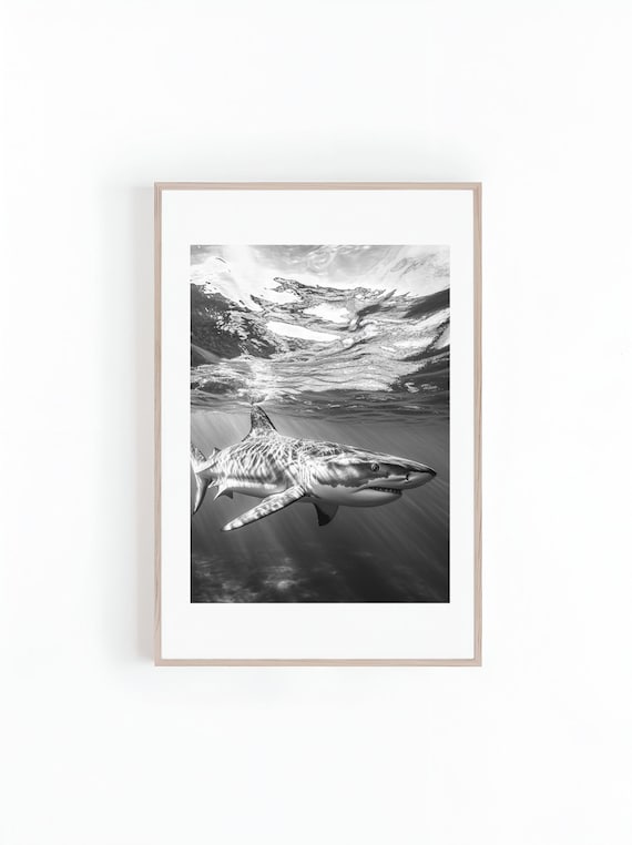 Black And White Tiger Shark Swimming Toward The Camera Poster