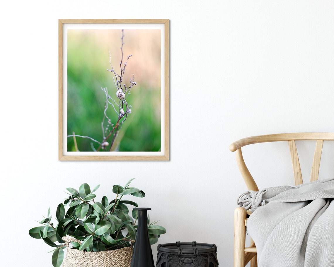 Snail Shell Resting On Bare Branch Macro Nature Photography Poster - Image 3
