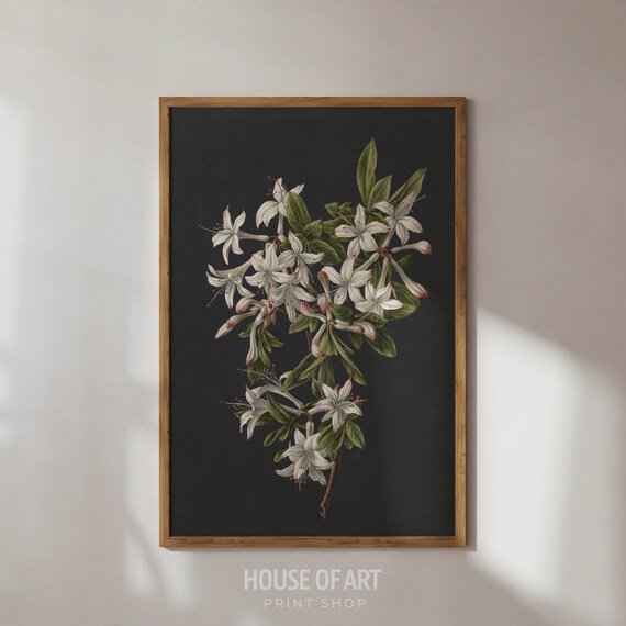 Azaleas In Bloom Flower Study Painting Floral Still Life Watercolor Dutch Realistic Artwork Moody Romantic Drawing Wall Art