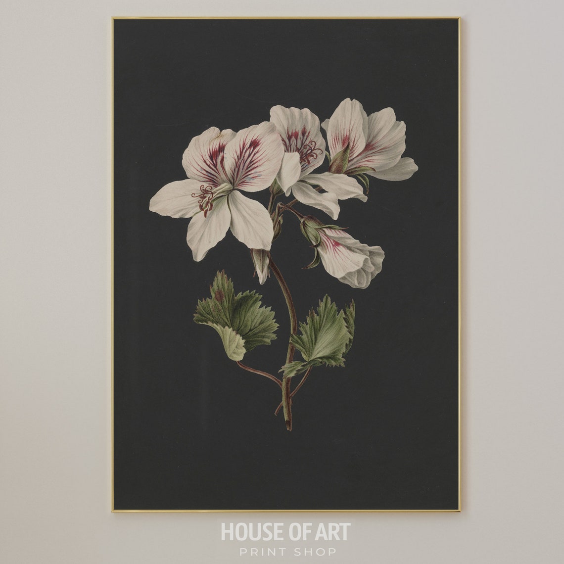 White Pelargonium Botanical Study Dark Background Floral Art Poster - Image 3