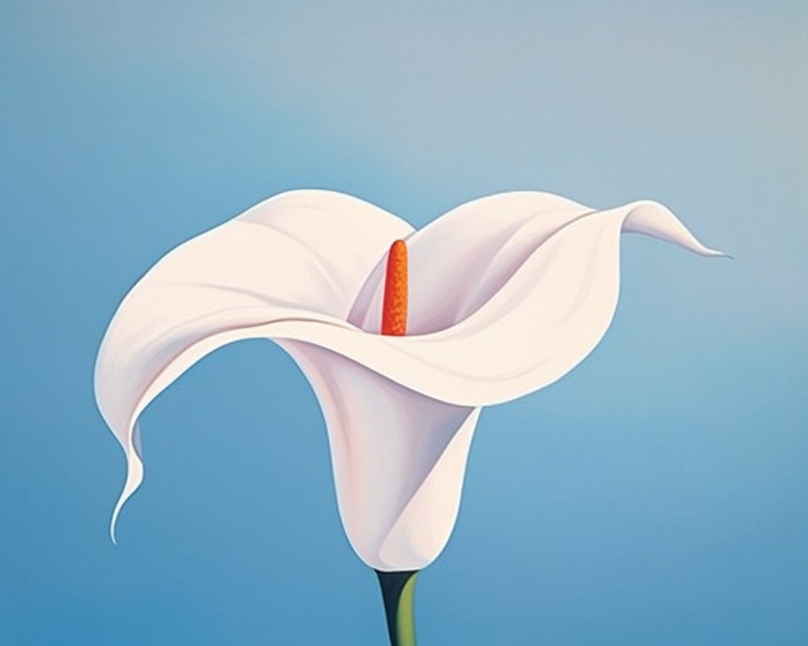 White Calla Lily on Blue Background Minimalist Botanical Flower Poster