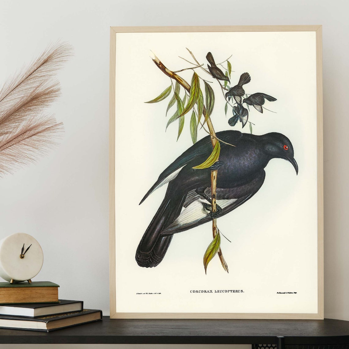 White Winged Chough John Gould Vintage Australian Bird Poster - Image 4
