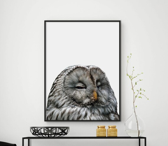 Sleepy Great Grey Owl Close Up Photograph Animal Portrait Poster