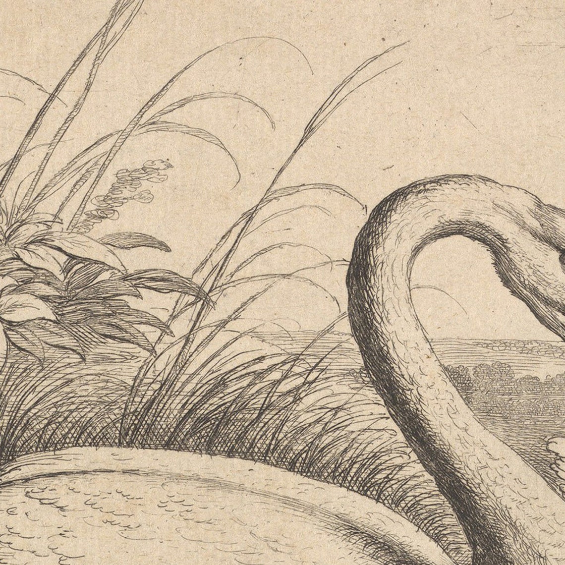 Two Swans In Pond Vintage Pencil Sketch Drawing Elegant Lake Wall Art - Image 2