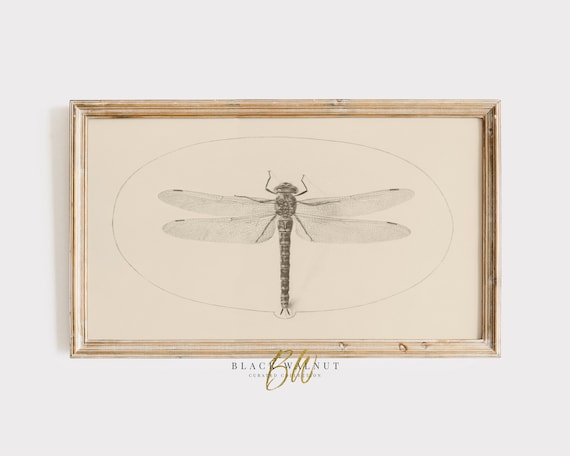 Frame Tv Art Vintage Dragonfly Sketch Neutral Minimal Antique Drawing French Farmhouse Decor French Country