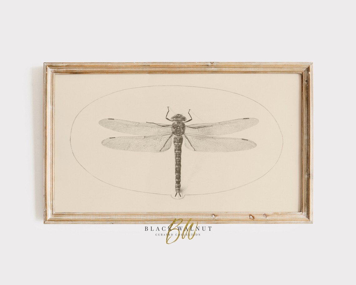 Vintage Dragonfly Entomology Sketch Neutral Beige Insect Drawing Wall Art