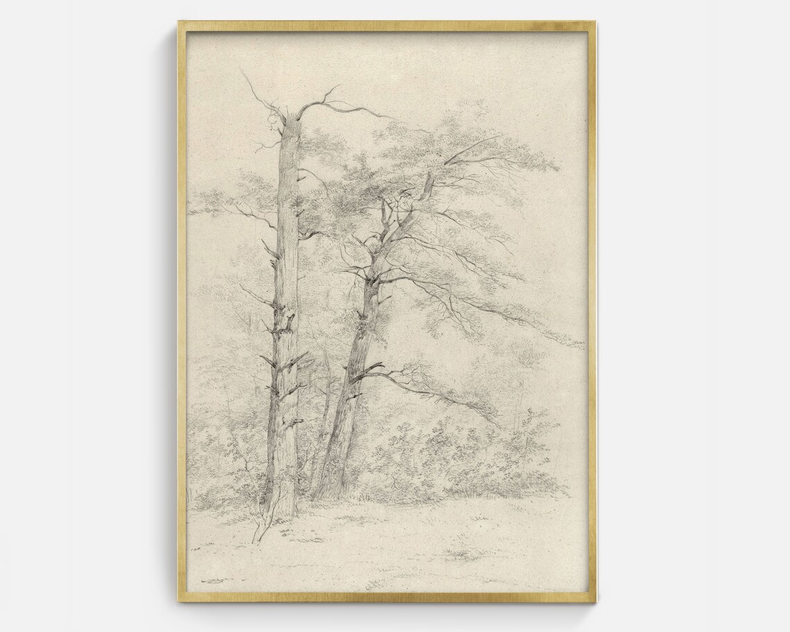 Antique Tree Sketch Art Black And White Trees Drawing Print