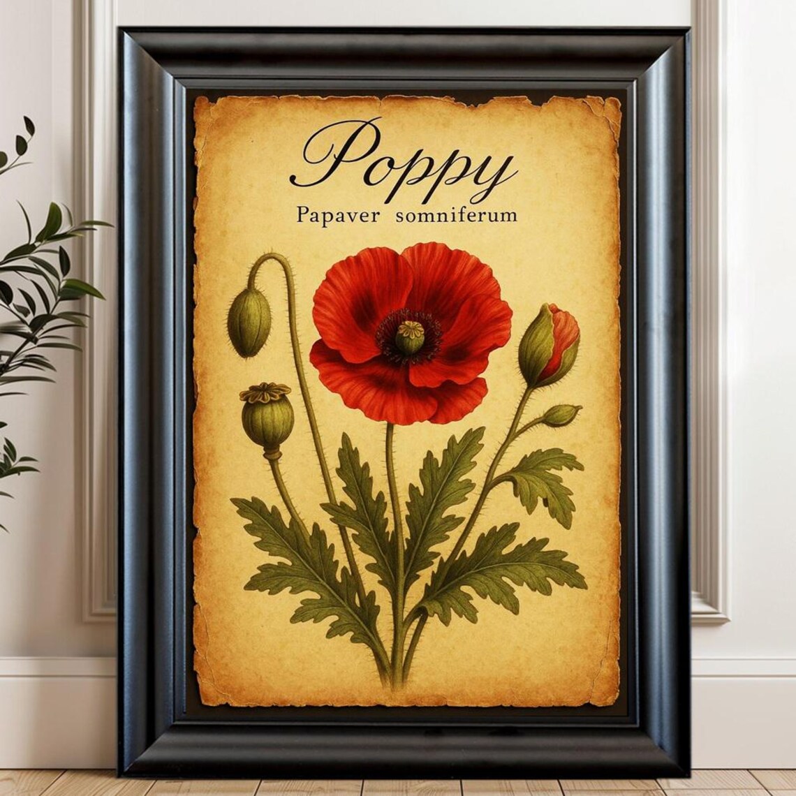 Poppy Papaver Somniferum Vintage Red Botanical Illustration Poster