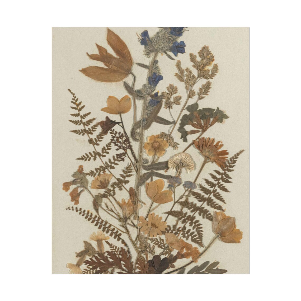 Dried Autumn Wildflowers with Ferns Vintage Pressed Botanical Poster - Image 2