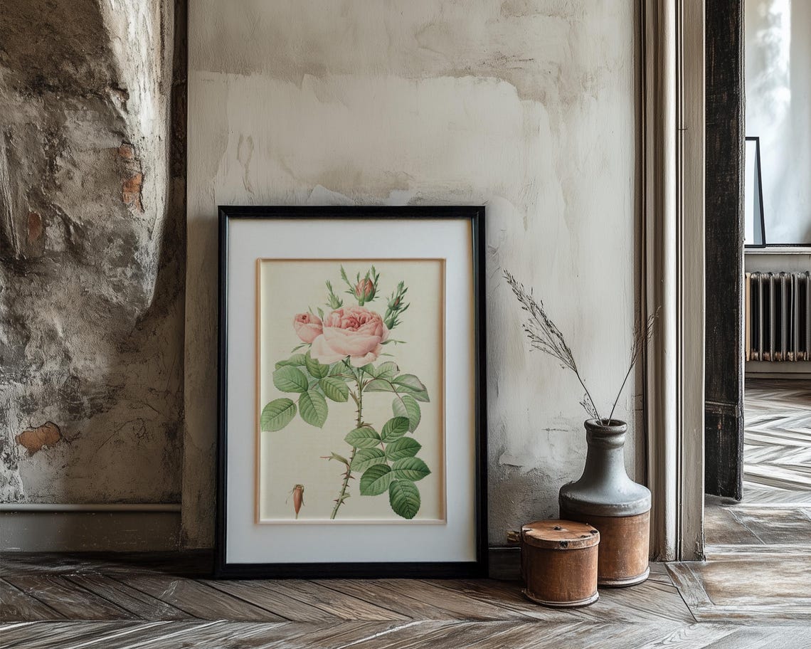 Blush Pink Cabbage Rose Vintage Botanical Illustration Wall Print - Image 3