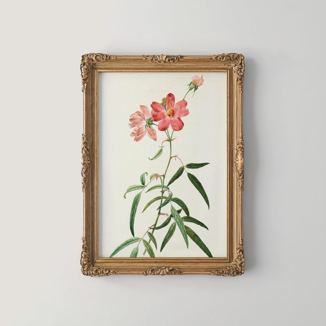 Pink Cosmos Flowers on Tall Stem Vintage Botanical Illustration Poster
