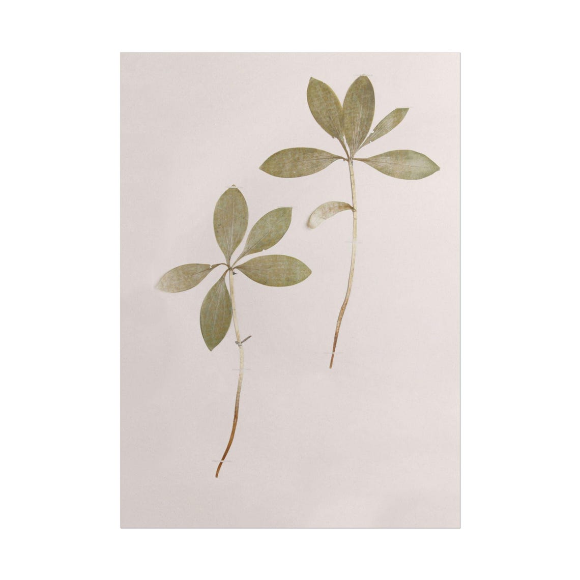 Pressed Leaf Sprigs on Blush Paper Minimalist Botanical Poster
