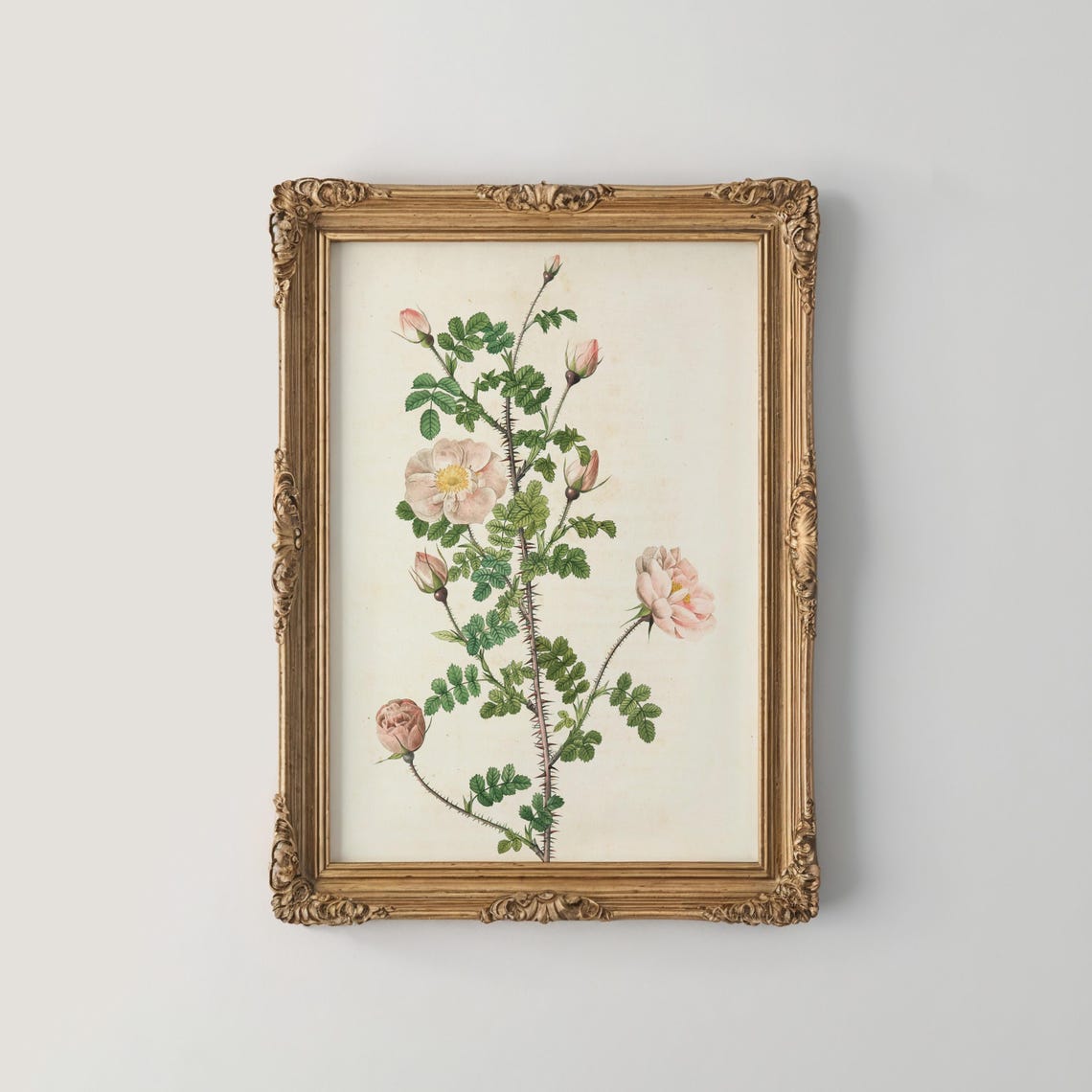 Thorny Briar Rose with Blush Blooms Vintage Botanical Poster