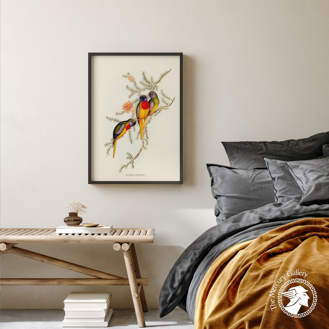 Splendid Grass Parakeet Vintage Australian Bird Illustration Print - Image 4