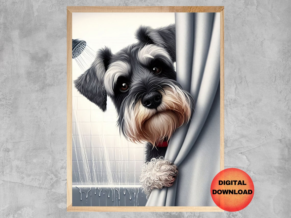 Miniature Schnauzer Peeking from Shower Curtain Funny Bathroom Poster