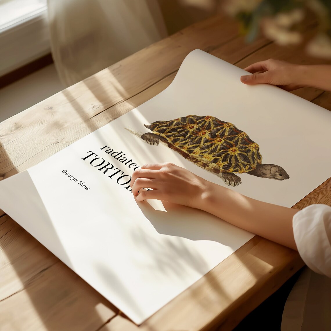 Radiated Tortoise Antique Illustration by George Shaw Poster - Image 2
