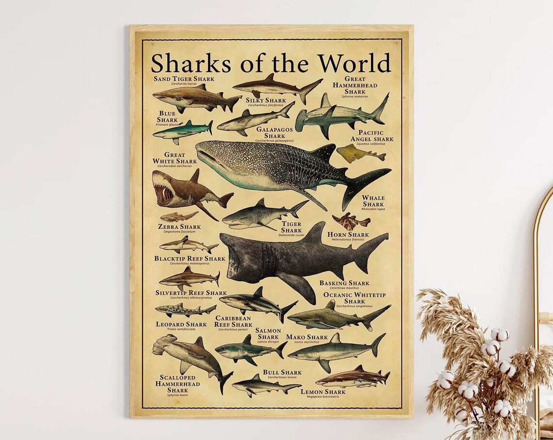 Sharks of the World Retro Illustrated Species Wall Chart Poster - Image 3