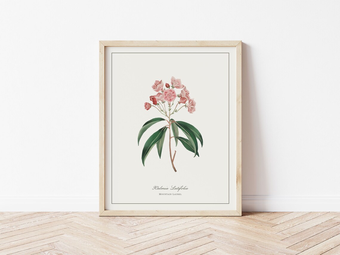 Mountain Laurel Botanical Illustration, Minimalist Art Print