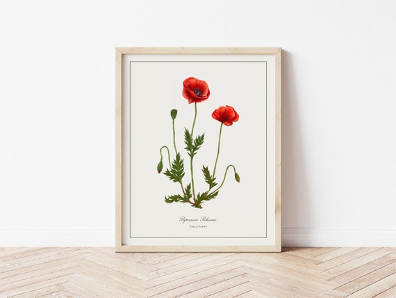 Field Poppy Botanical Illustration, Minimalist Watercolor Art Print