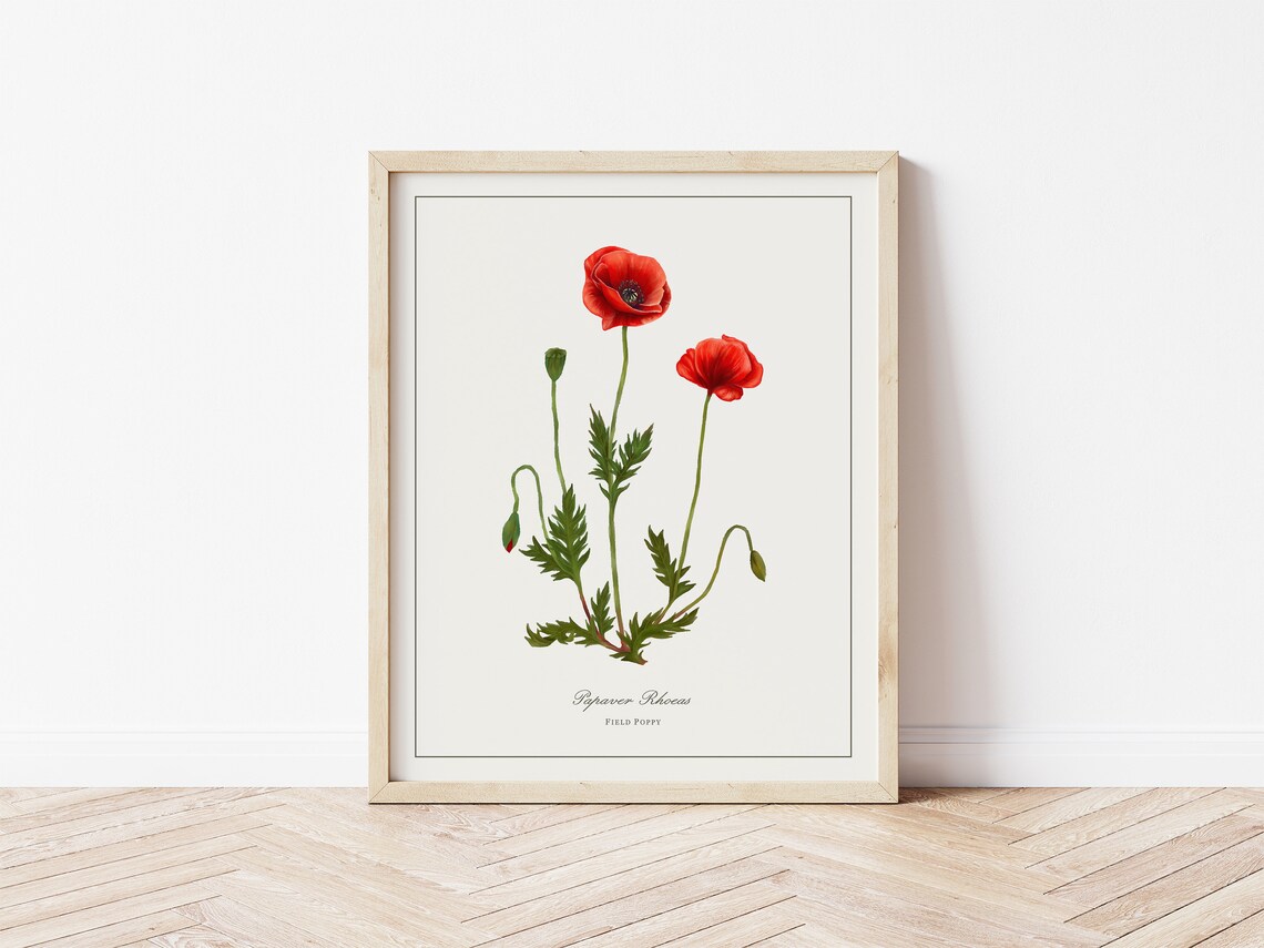 Field Poppy Botanical Illustration, Minimalist Watercolor Art Print