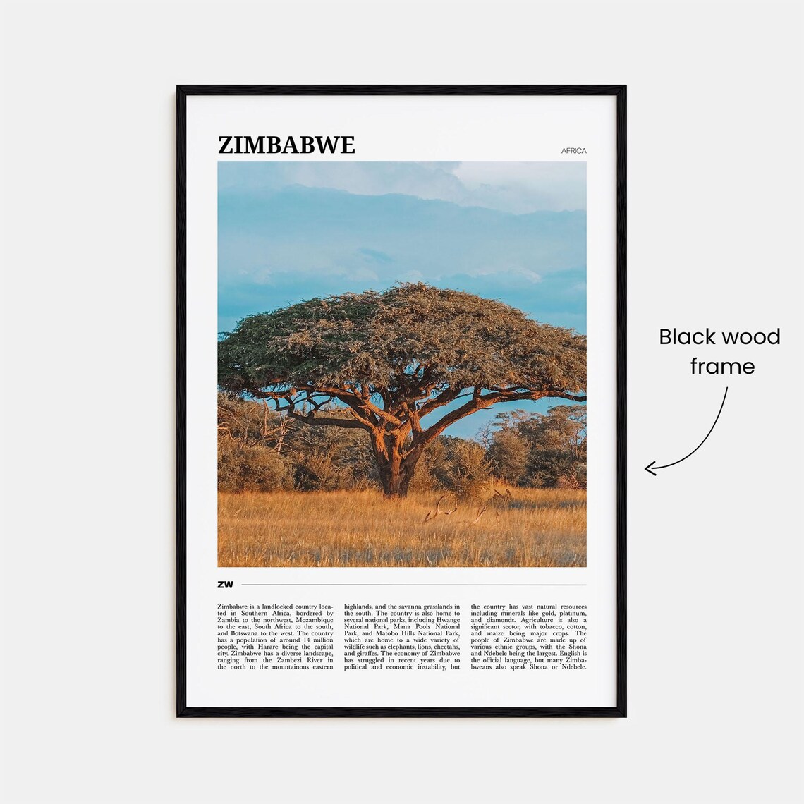 Zimbabwe Africa Savanna Acacia Tree Golden Grass Photo Poster - Image 2