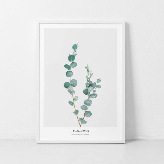 Eucalyptus Botanical Leaf Art Print, Mint Decor