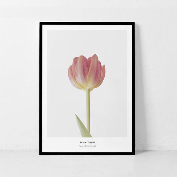 Pink Tulip Botanical Flower Photography Art Print