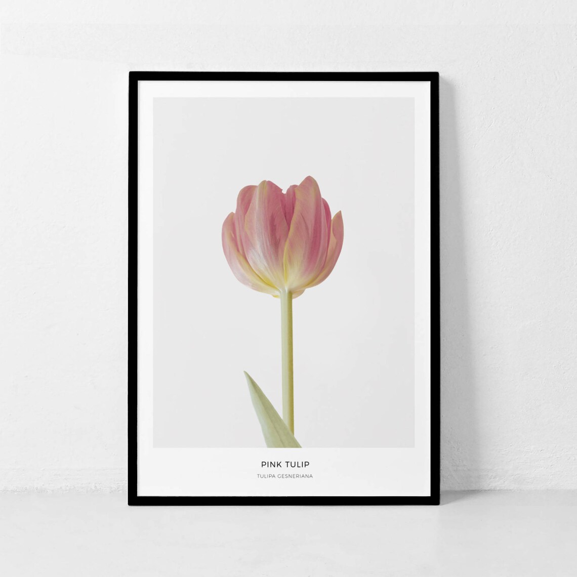 Pink Tulip Botanical Flower Photography Art Print