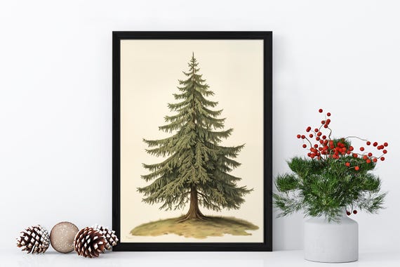 Spruce Tree Botanical Print Vintage Winter Wall Art