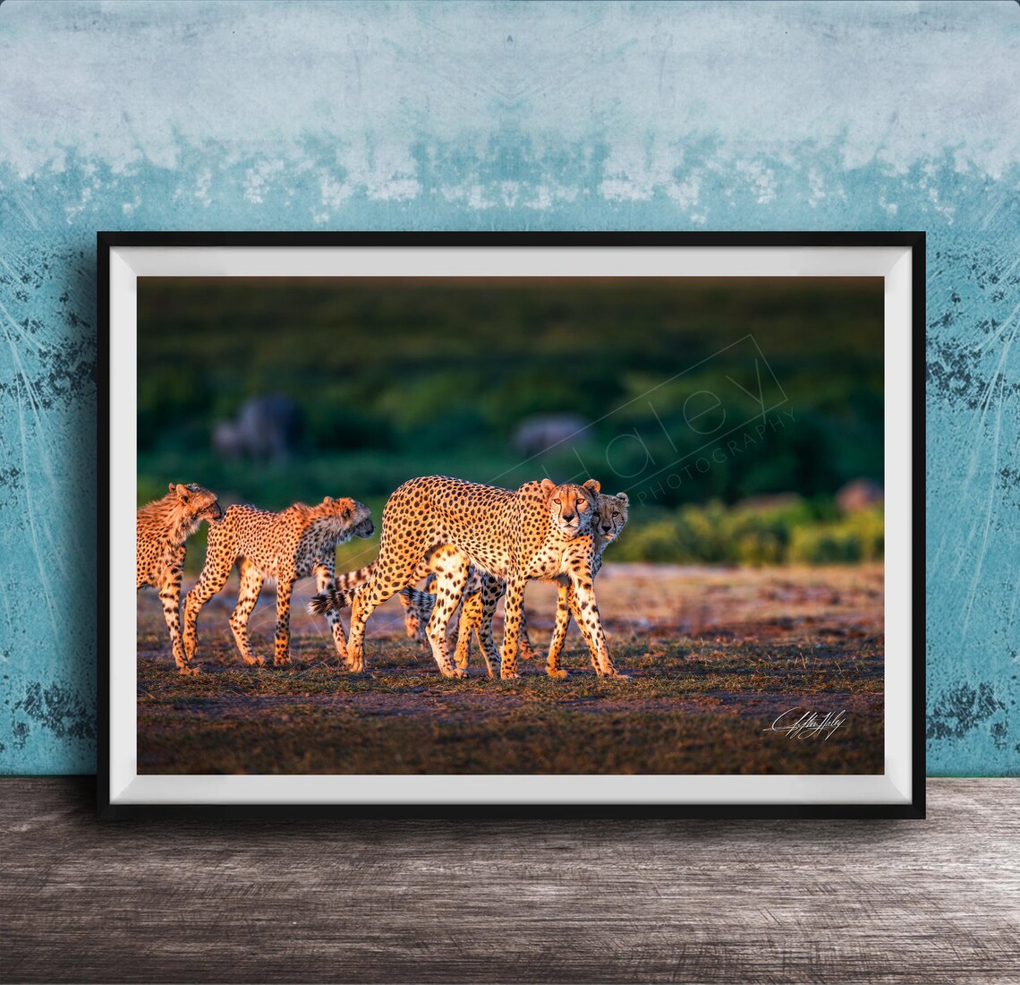 Cheetah Art Print African Safari Wildlife Multiple Sizes Available