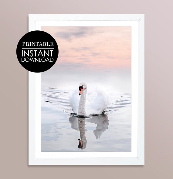 White Swan Pink Sunset Lake Reflection Serene Nature Photo Poster
