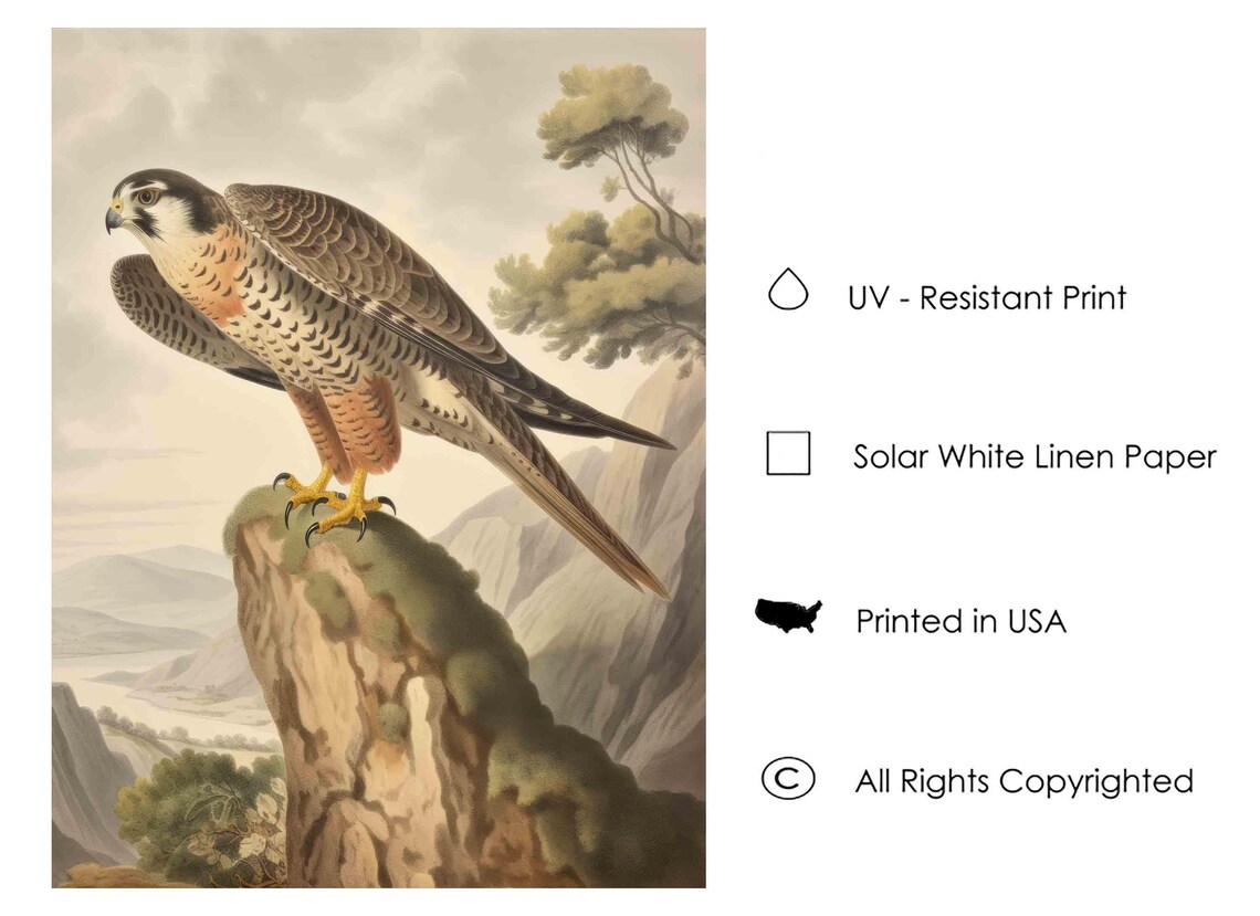 Peregrine Falcon on a Mossy Cliff Vintage Bird of Prey Poster - Image 3